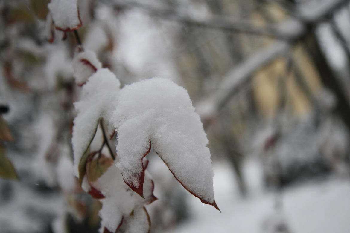 Pierwszy śnieg w Ogrodzie Saskim w Lublinie w tym sezonie!