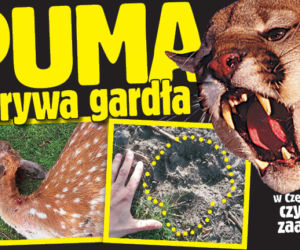 PUMA rozrywa gardła