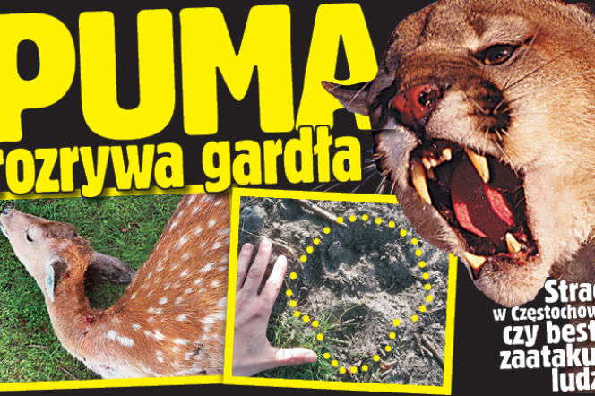 PUMA rozrywa gardła