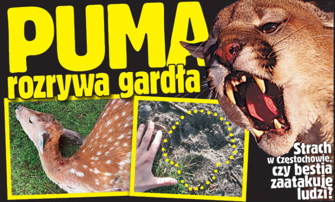 PUMA rozrywa gardła