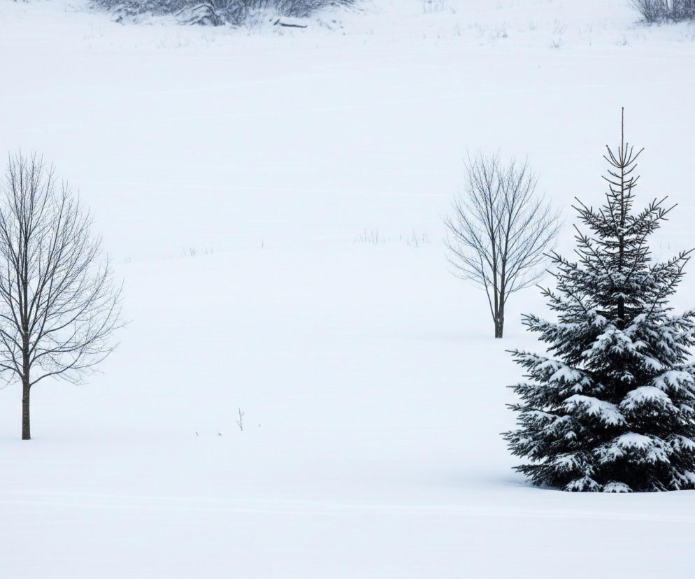 Ośnieżony krajobraz z czterema drzewami rozłożonymi na białym, płaskim terenie. Po prawej stronie, na pierwszym planie, rośnie ciemnozielona, gęsta choinka pokryta warstwą śniegu. Po jej lewej stronie, w tle, widoczne są trzy drzewa liściaste bez liści, o nagich, ciemnych gałęziach, również osadzone w śniegu. Całość dominuje biel, z delikatnymi odcieniami szarości i błękitu w tle.