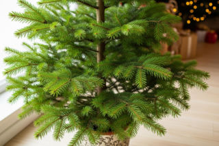 Żywa choinka w domu. Co zrobić, by przetrwała do Nowego Roku?