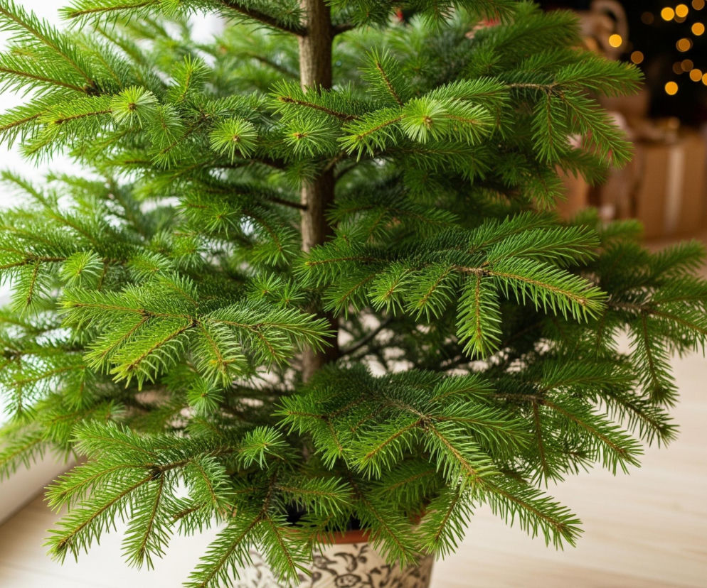 W centrum zdjęcia znajduje się młoda choinka o intensywnie zielonych igłach, posadzona w ozdobnej doniczce z czarno-białym wzorem. Gałązki choinki są gęste i rozłożyste, z jaśniejszymi, młodszymi pędami na końcach. Za choinką, w tle po lewej stronie, widać białą ramę okna, a po prawej rozmyte światła w kolorze ciepłej żółci, sugerujące obecność innych świątecznych dekoracji. Podłoga pod choinką jest jasna, drewniana.