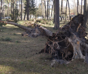 Niszczycielska wichura w Bydgoszczy [ZDJĘCIA]