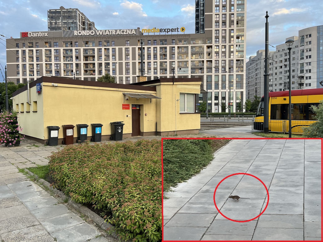 Szczury w Warszawie. Plaga gryzoni na Rondzie Wiatraczna. Zobacz zdjęcia 