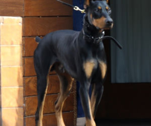 doberman Kendall Jenner
