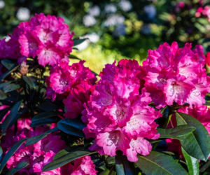 Masz w ogrodzie rododendrony? Zrób to w lutym, a wiosną obsypie kwiatami