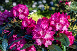 Masz w ogrodzie rododendrony? Zrób to w lutym, a wiosną obsypie kwiatami