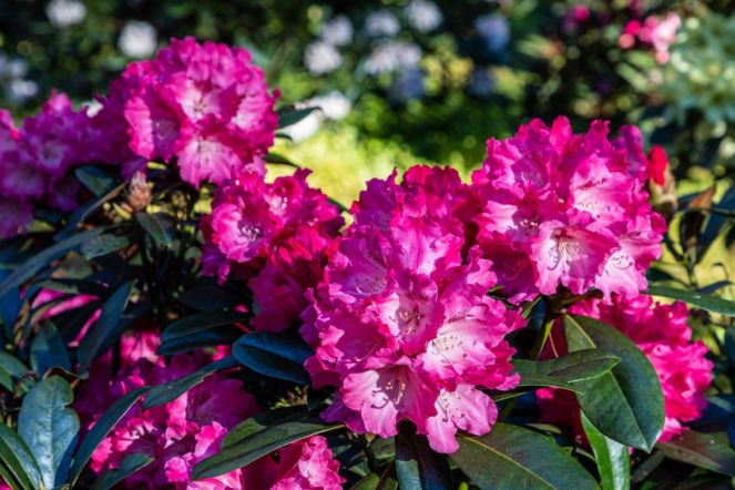 Masz w ogrodzie rododendrony? Zrób to w lutym, a wiosną obsypie kwiatami