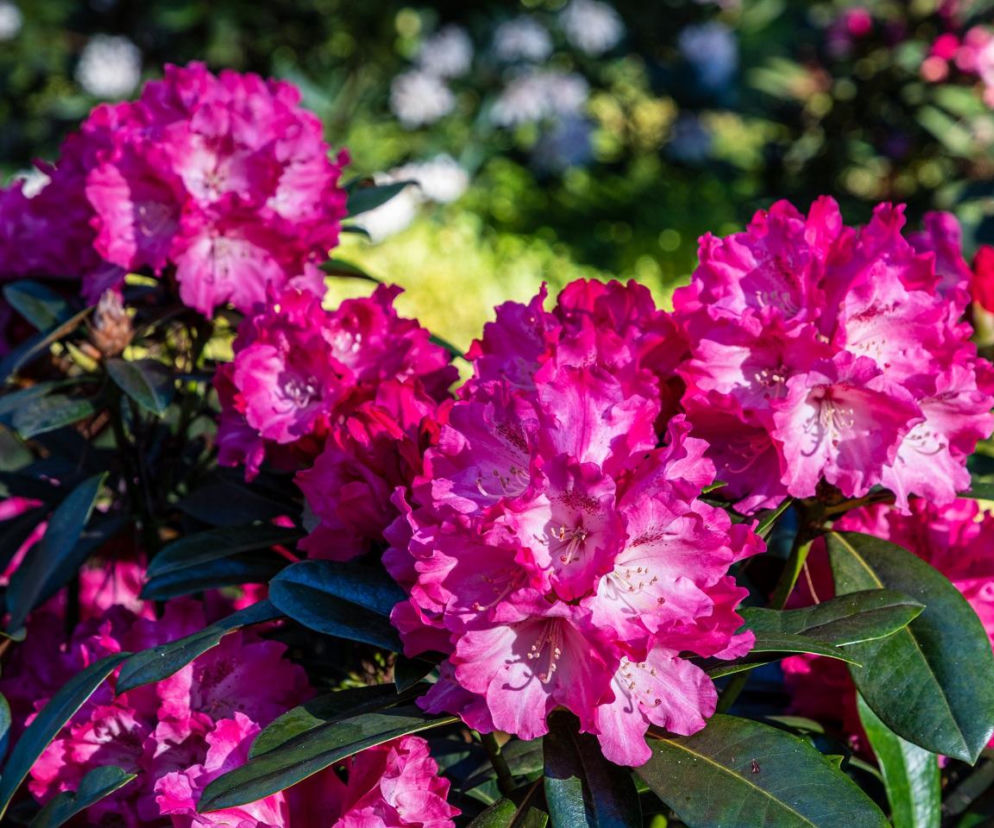Rozsyp pod rododendronem już w lutym. Wiosną odwdzięczy się pięknymi kwiatami