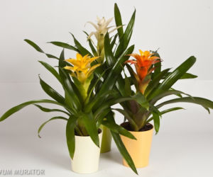 Guzmania
