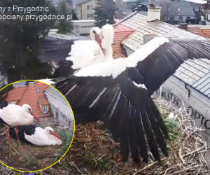 Wojna u bocianów