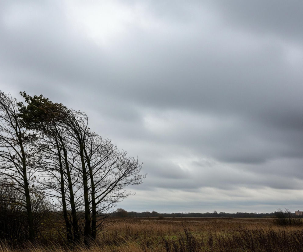 Cztery smukłe drzewa o nagich, ciemnych gałęziach z nielicznymi zielonymi liśćmi, rosną w lewej części kadru na tle rozległego, brązowo-żółtego pola. Część gałęzi na lewym drzewie ugina się w lewo, co sugeruje wiatr. Po lewej stronie kadru, za drzewami, widać gęste, ciemne krzewy. Horyzont wyznacza daleki, ciemny las, a za nim widać kilka jasnych budynków. Całe niebo pokrywają gęste, szare chmury, oświetlone nieco jaśniej po prawej stronie.