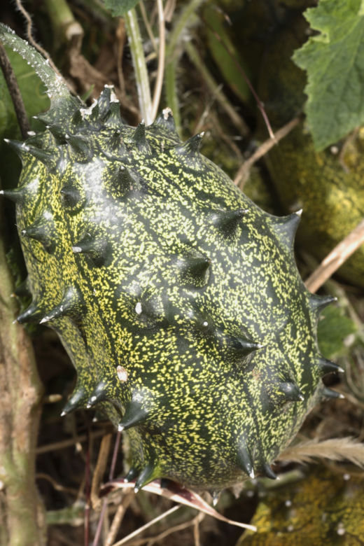 Kiwano