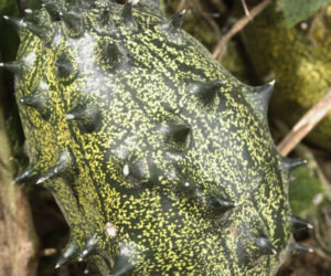 Kiwano