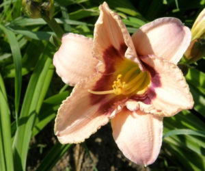 liliowce