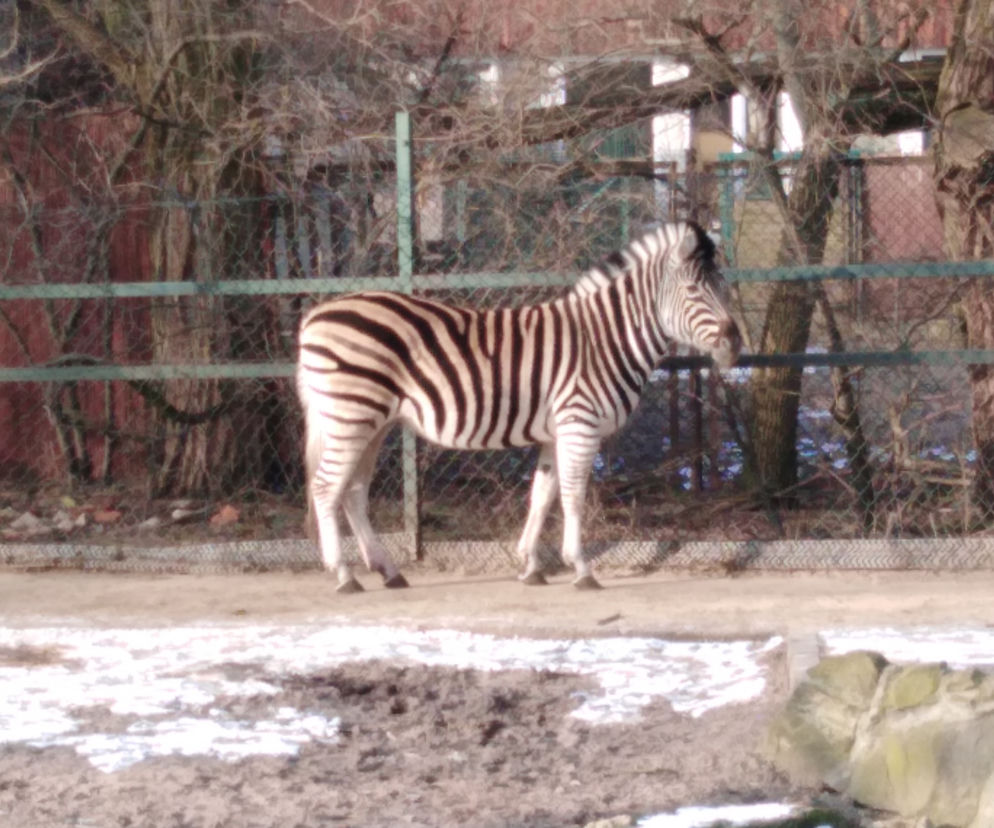 Zoo zimą