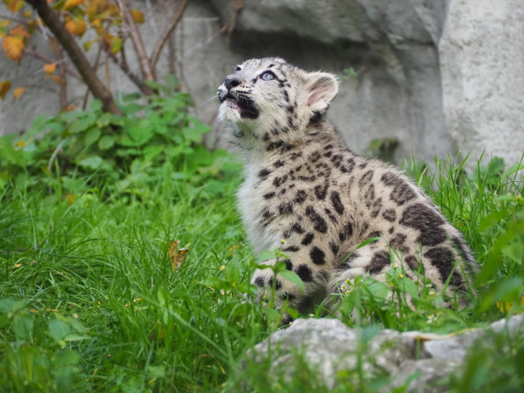 Irbisy z warszawskiego zoo. Harce młodych kotów
