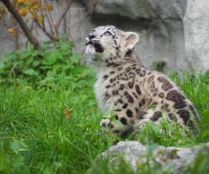 Irbisy z warszawskiego zoo. Harce młodych kotów