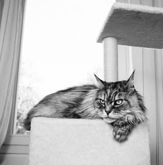 Royal Canin