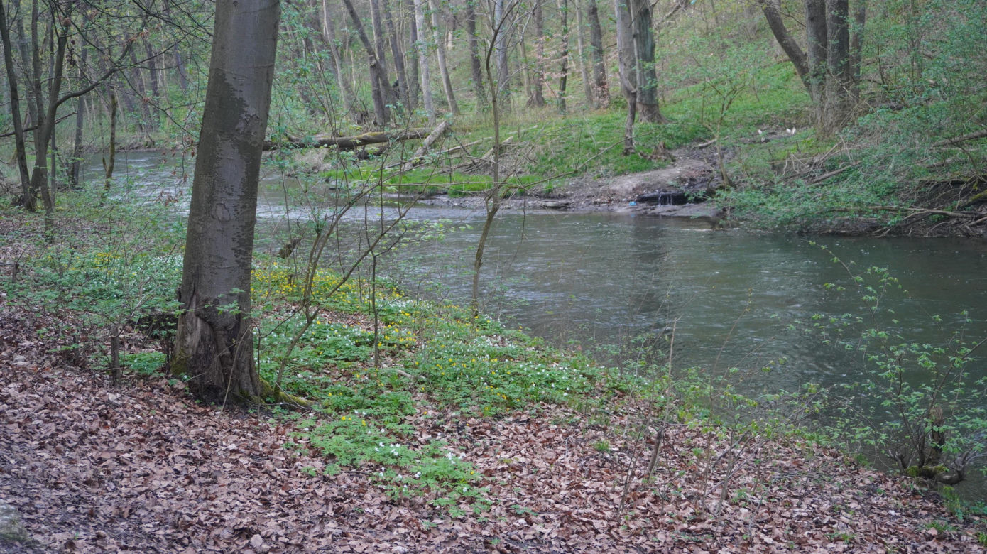 Olsztyn może pochwalić się największym kompleksem leśnym w Europie. Las Miejski zachwyca wiosną [ZDJĘCIA]