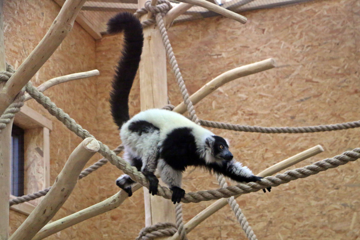 Lemury zamieszkały w gdańskim zoo