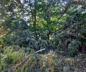 Skutki wichury we Wrocławiu