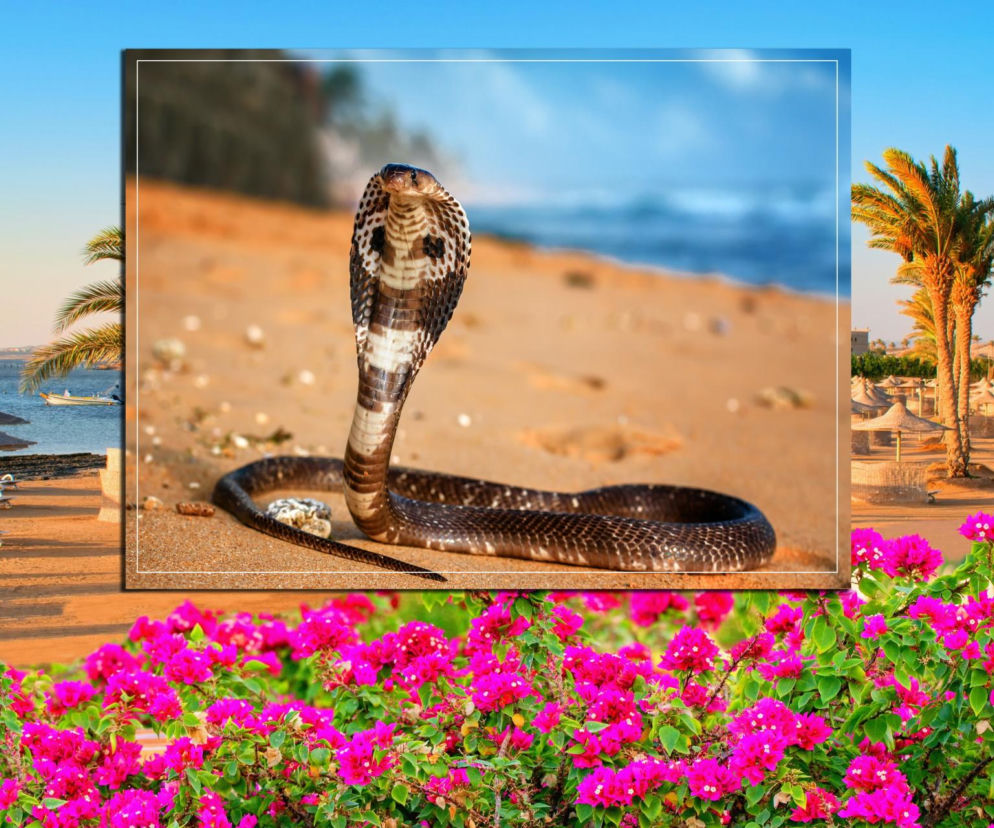 Kobra zabiła turystę podczas pokazu w Egipcie! Wślizgnęła się do spodni