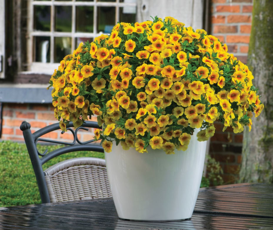 Calibrachoa Calitastic Mango 