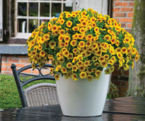 Calibrachoa Calitastic Mango 