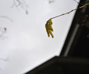 W Toruniu mamy już przedwiośnie! Zobaczcie co kwitnie w Ogrodzie Zoobotanicznym
