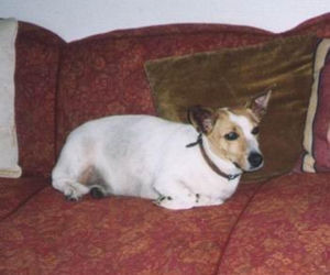 Pieski w Pałacu Prezydenckim