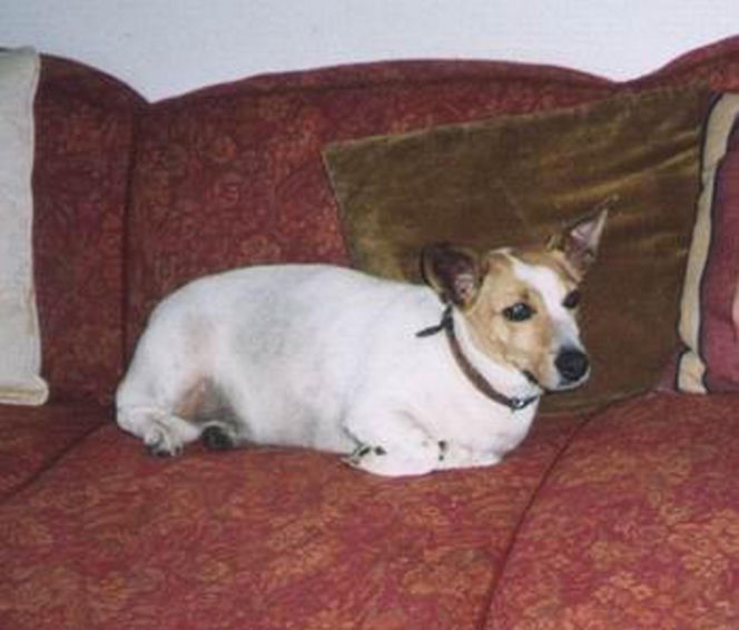 Pieski w Pałacu Prezydenckim