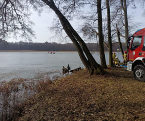 Żubrzyca utknęła na lodzie