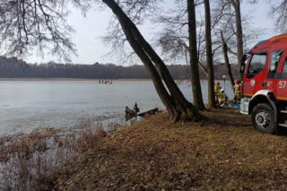 Żubrzyca utknęła na lodzie
