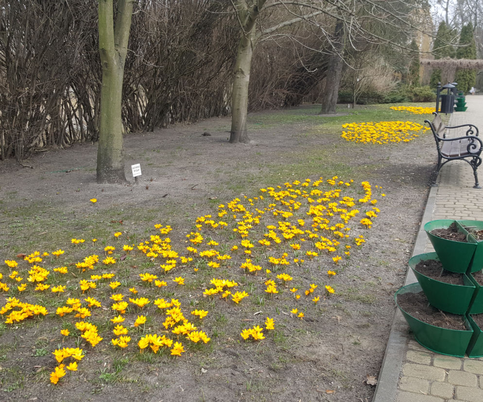 Ogród Botaniczny w Grudziądzu