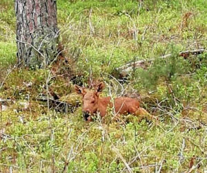 Leśnicy uratowali maleństwo porzucone przez matkę