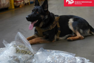 Mazowiecka KAS udaremniła przemyt narkotyków. Zamiast kołder była marihuana