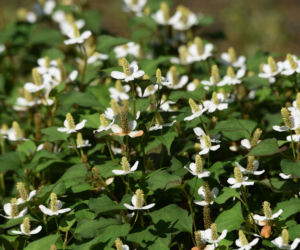 Pstrolistka sercowata