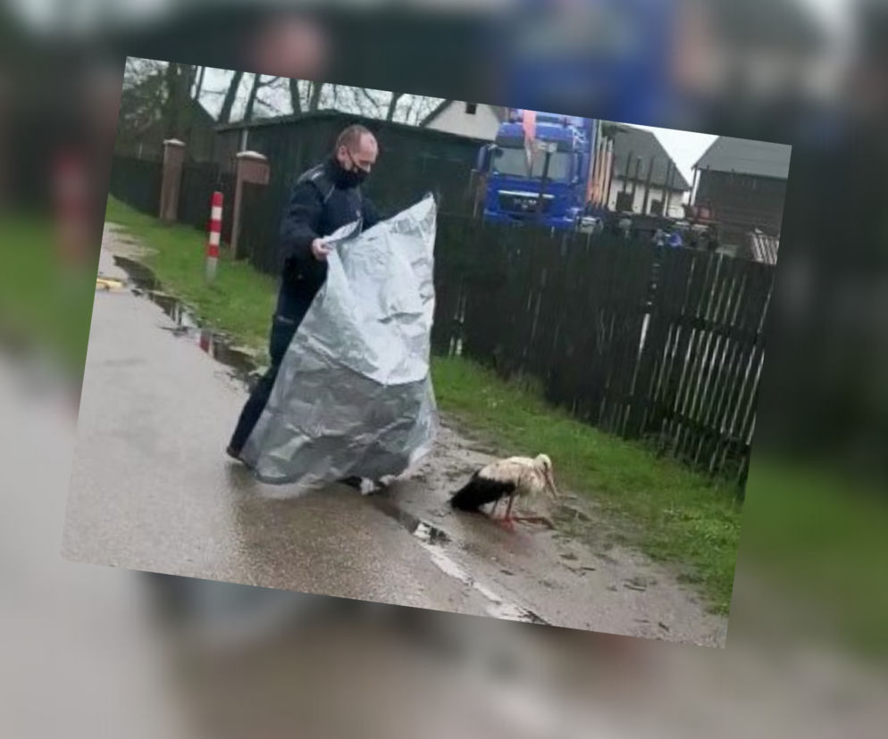 Osiniak - Piotrowo. Ranny bocian leżał na drodze. Z pomocą ruszyli policjanci!