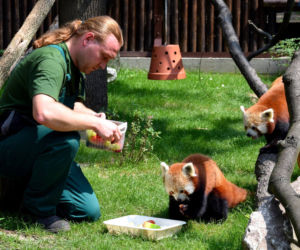 Zoo w Poznaniu chwali się pandami rudymi. Tylko na nie popatrzcie!