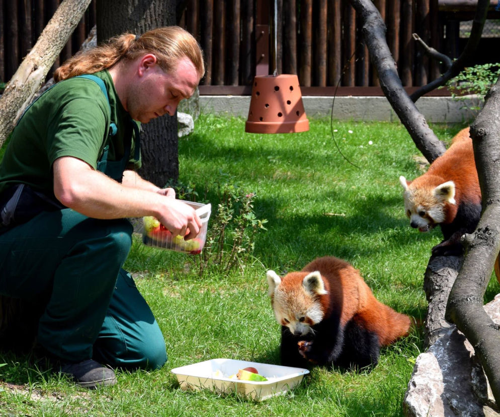 Zoo w Poznaniu chwali się pandami rudymi. Tylko na nie popatrzcie!