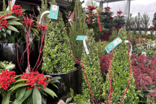 Co zamiast choinki? W tym roku zamiast świerku i jodły postawiłabym na... ostrokrzew!