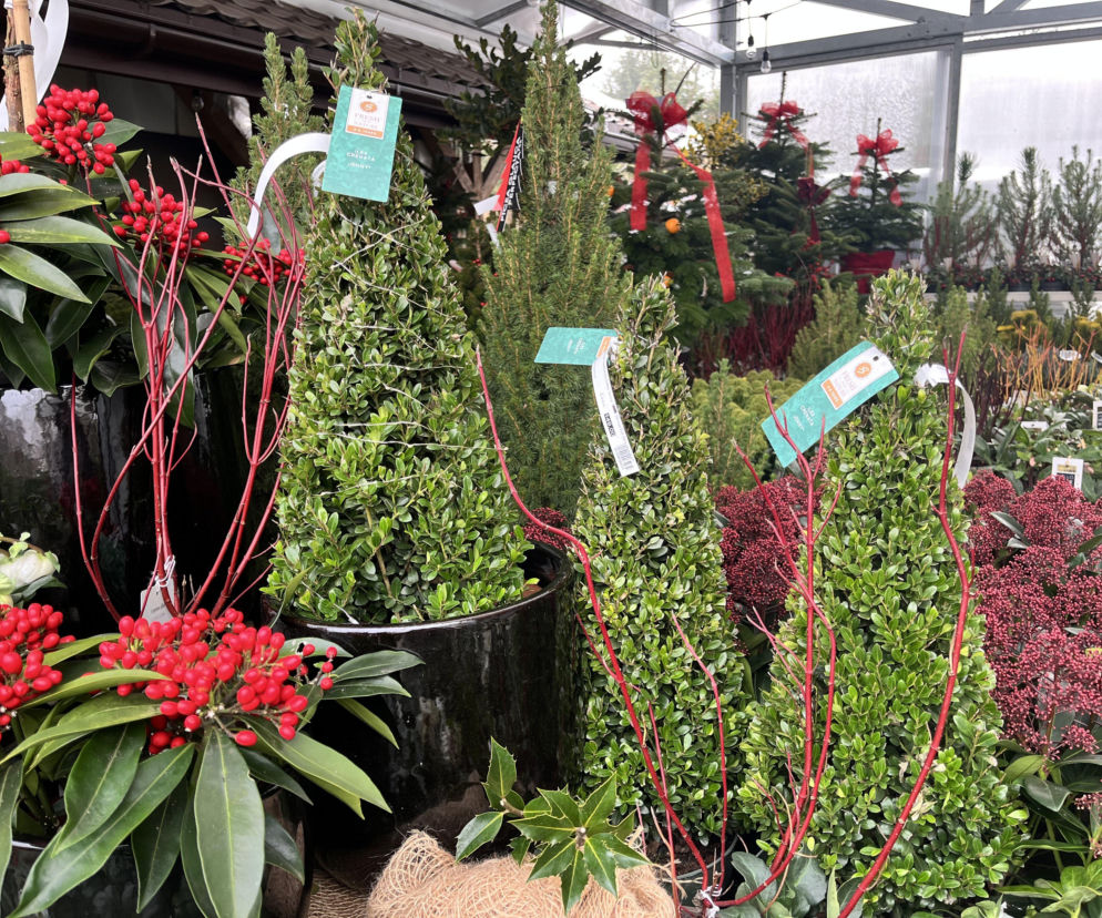 Co zamiast choinki? W tym roku zamiast świerku i jodły postawiłabym na... ostrokrzew!