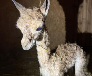 Młodziutki samczyk wikuni