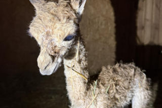 Młodziutki samczyk wikuni