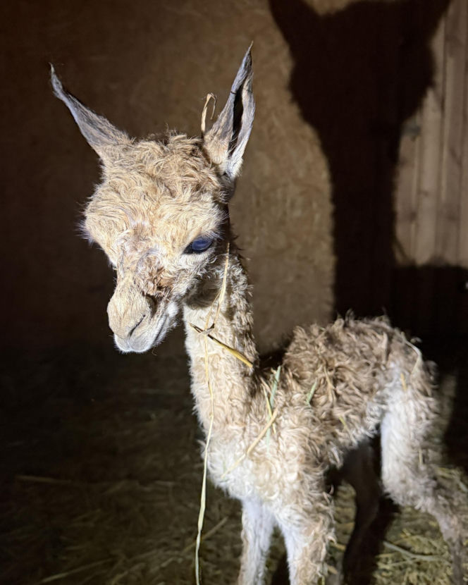 Młodziutki samczyk wikuni