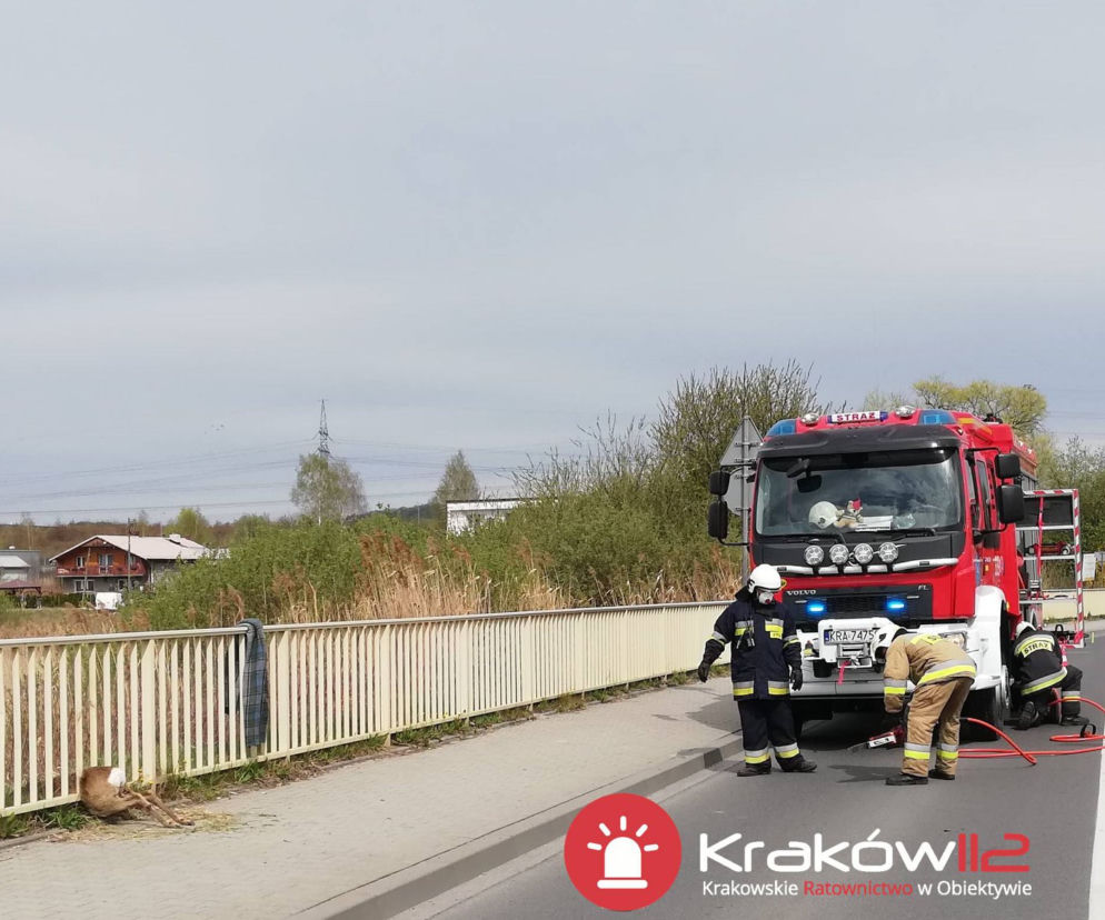 Sarenka chciała wolności, zaklinowała się na wiadukcie. Z pomocą ruszyli strażacy