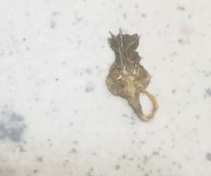 Skorpion zaatakował klienta w Biedronce
