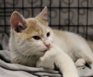 Kot do adopcji - Kot numer 1